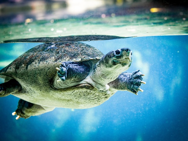 Su Kaplumbağası Ne Yer Nasıl Beslenmeli