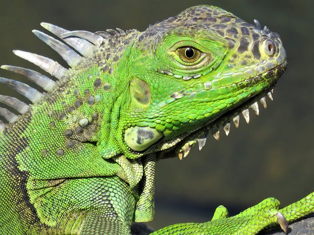 iguana bakımı nasıl yapılır