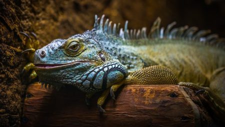 İguanalar Hakkında Bilinmesi Gerekenler İguanaların Gizemli Dünyası