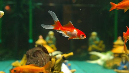 Japon Balıkları Hakkında Bilgi Bilinmesi Gerekenler