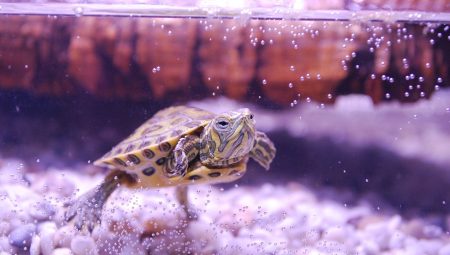 Su Kaplumbağası Ne Yer? Nasıl Beslenmeli?