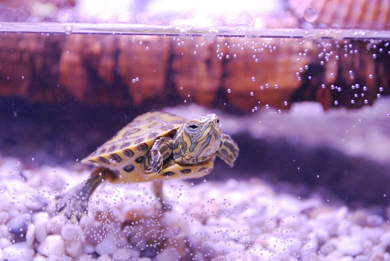 su kaplumbağası ne yer