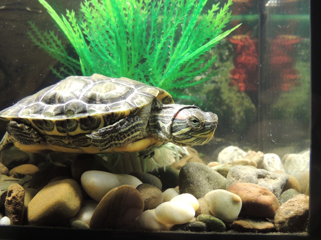 su kaplumbağası özellikleri