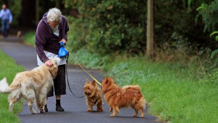 Köpek Gezdiriciliği – Yeni Bir Sektör