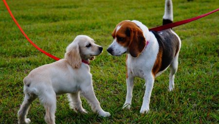 Köpek Gezdirmek Hakkında Püf Noktalar