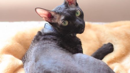 Cornish Rex Kedisi Özellikleri ve Bakımı