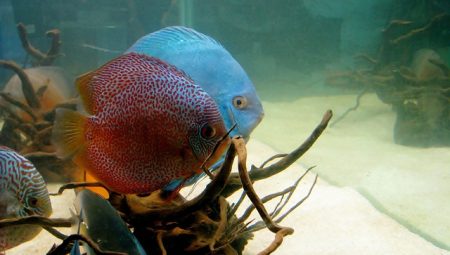 Discus Balığı Bakımı ve Özellikleri