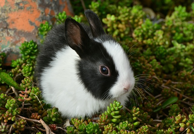 Tavşan Hastalıkları ve tedavisi