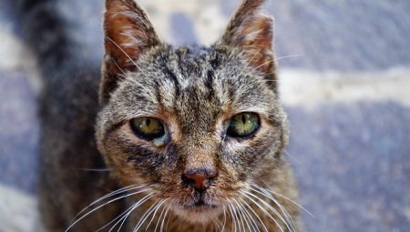 Kedi Gençlik Hastalığı ve Tedavi Yöntemleri