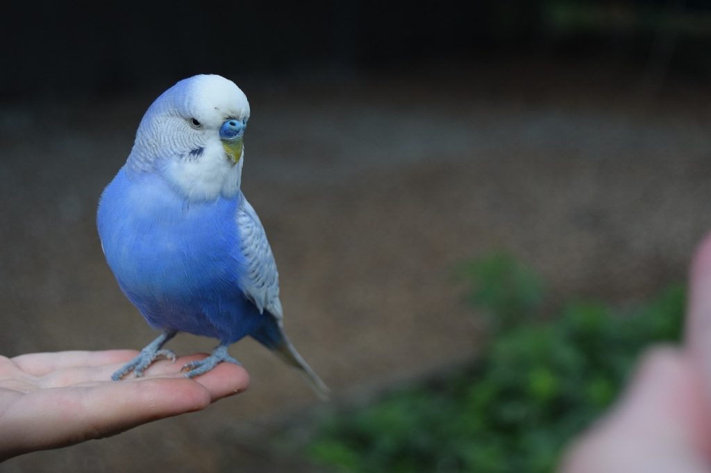 muhabbet kuşu isimleri mavi