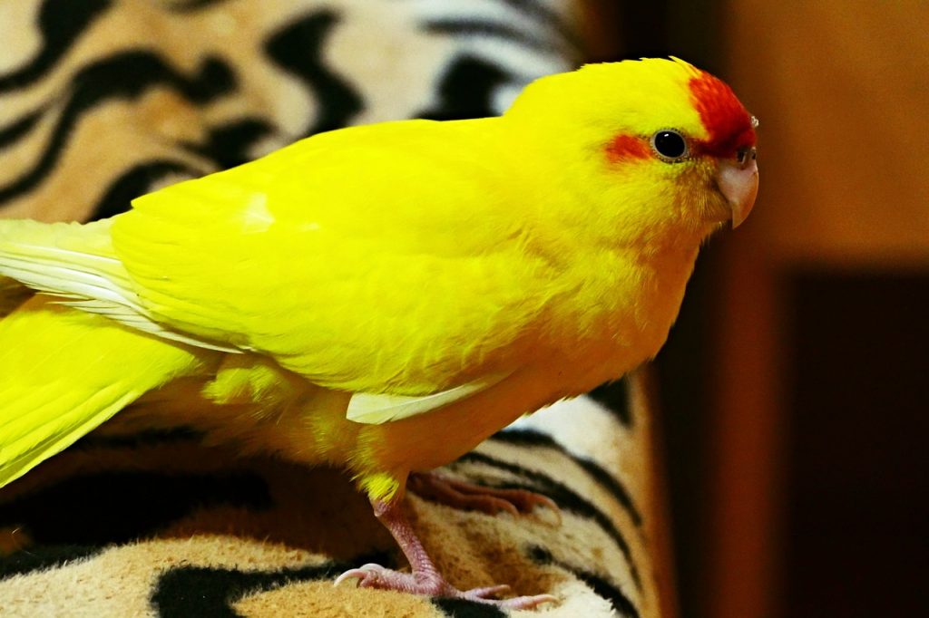 sarı kakariki papağanı