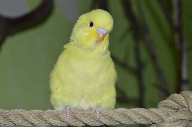 sarı muhabbet kuşu isimleri
