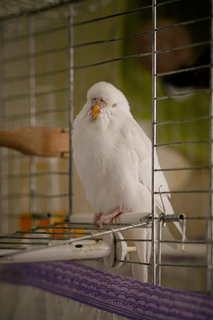 Albino Muhabbet Kuşları Konuşur Mu