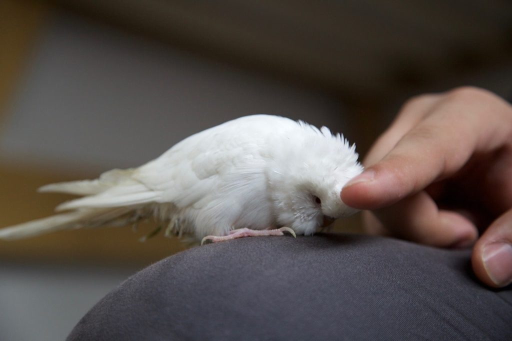 Albino Muhabbet Kuşunun Farkı Nedir
