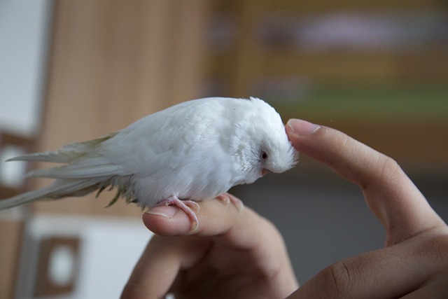 albino muhabbet kuşları