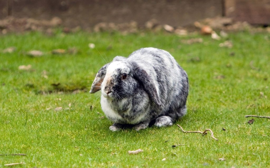 hollanda lop tavşanı özellikleri