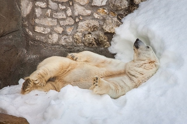 kış uykusuna yatan hayvanlar