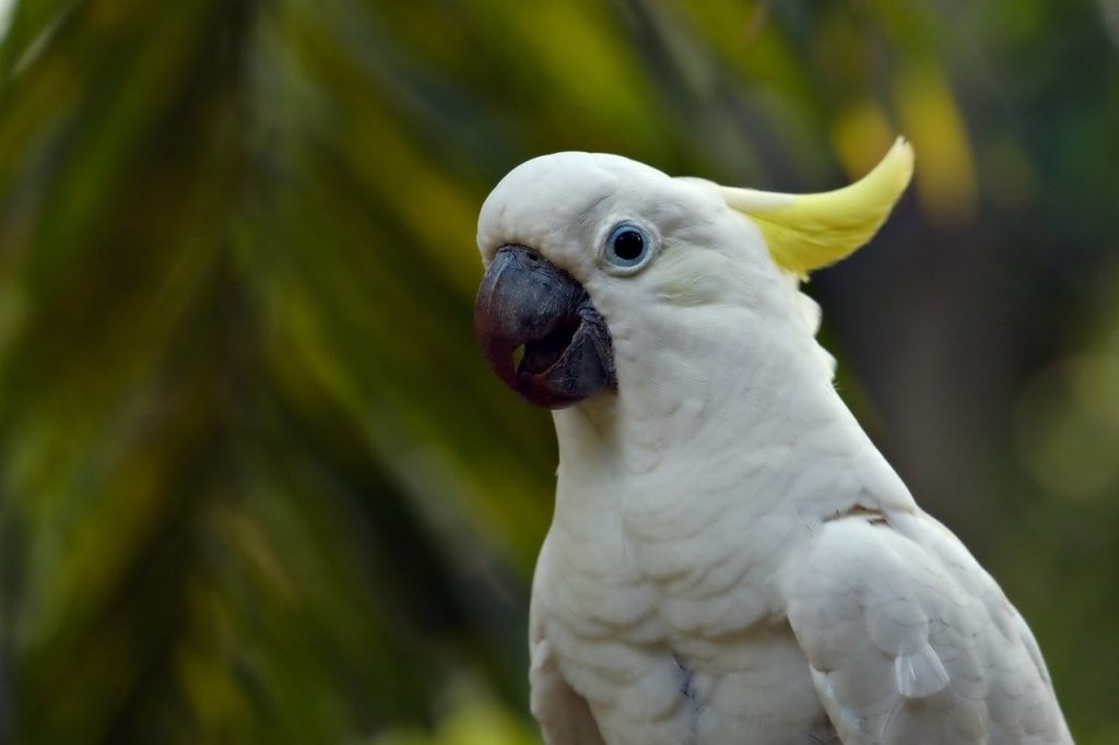 beyaz kakadu papağanı