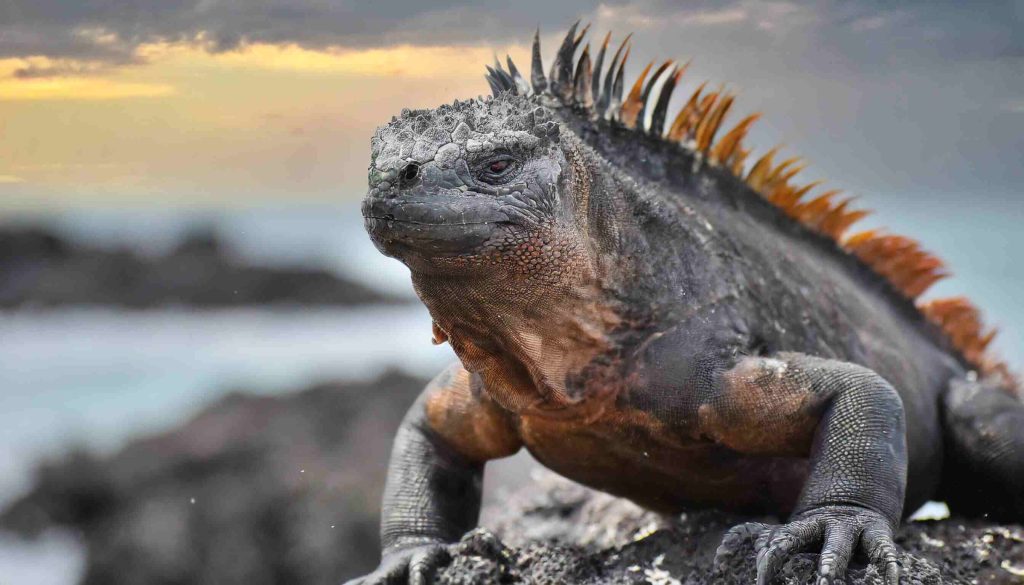 deniz iguanaları