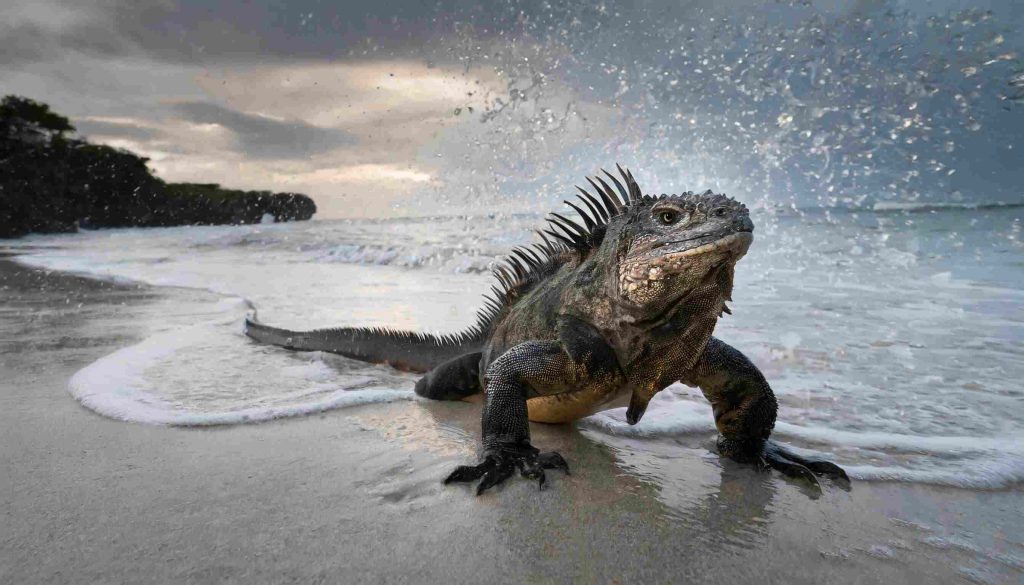 deniz iguanası nesli neden tükeniyor