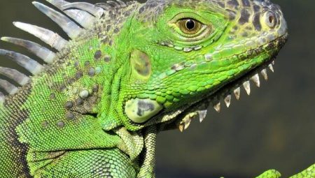 Yeşil İguana Özellikleri ve Bakımı