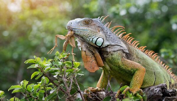 yeşil iguana ne yer