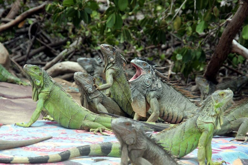 yeşil iguana nerede yaşar