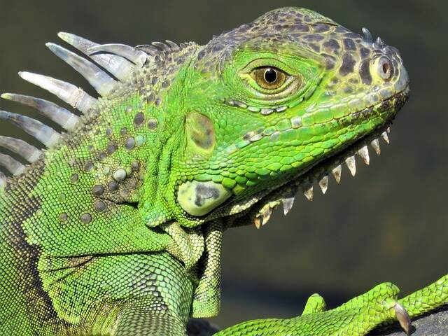 yeşil iguana öezellikleri