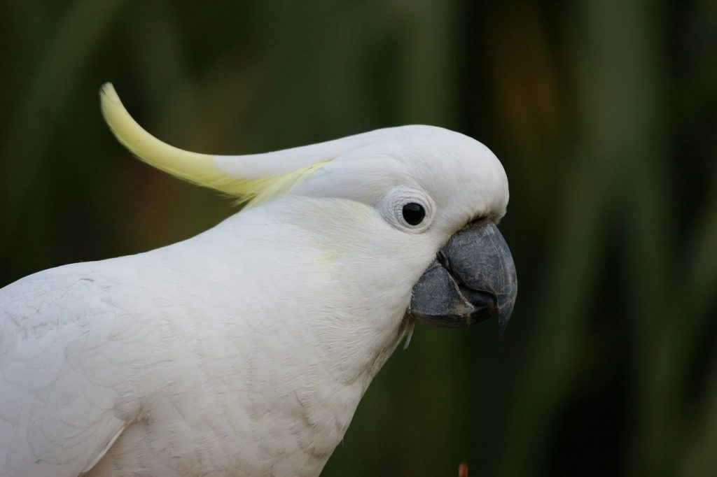 Cockatoo Papağanları
