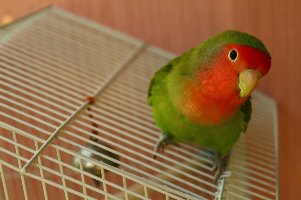 Lovebird Papaganlari 1