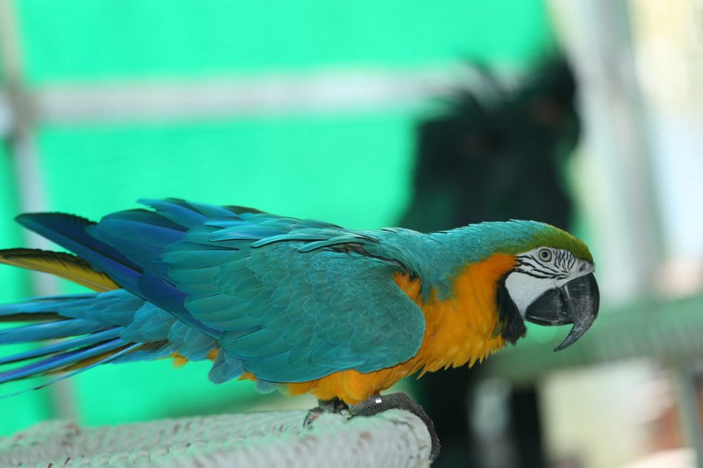Macaw Papağanlar