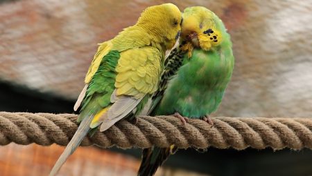Muhabet Kuşu Çiftleşmesi: İşaretleri ve Anlamı