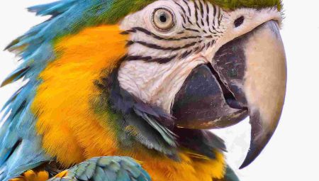 Papağan Cinsleri: Renkli Dünyaların Görkemli Sakinleri