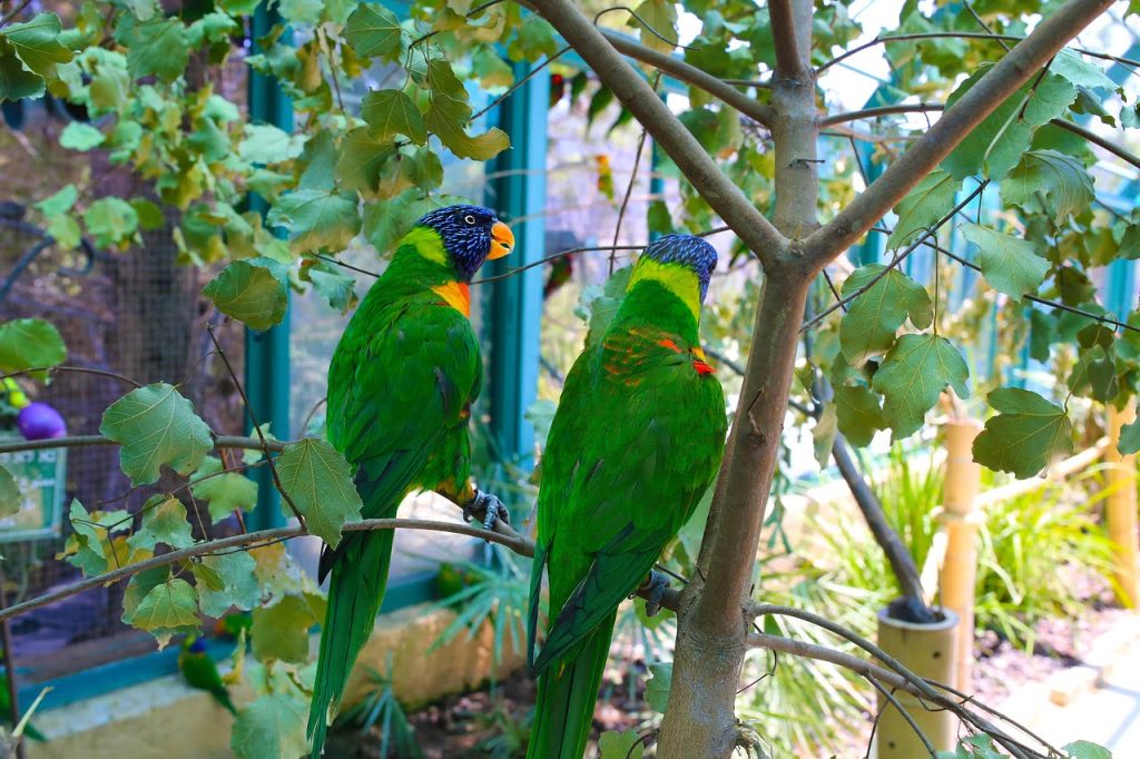yeşil papağnlar