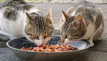 En İyi Kedi Mamaları: Tüy Dökümü ve Bağışıklık Sistemi İçin Mükemmel Seçenekler