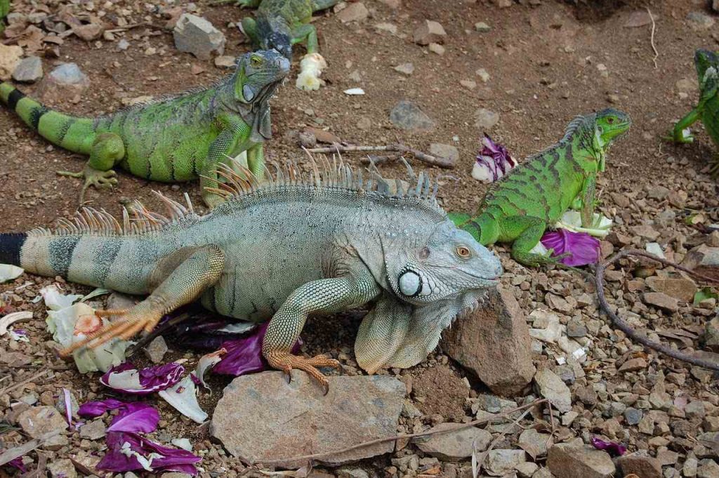 iguanaların bakımı