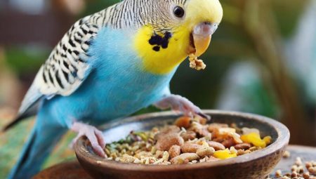 En İyi Muhabbet Kuşu Yemleri: Kuşunuzun Sağlığı İçin Doğru Seçimler