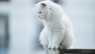 Beyaz Kedi İsimleri
