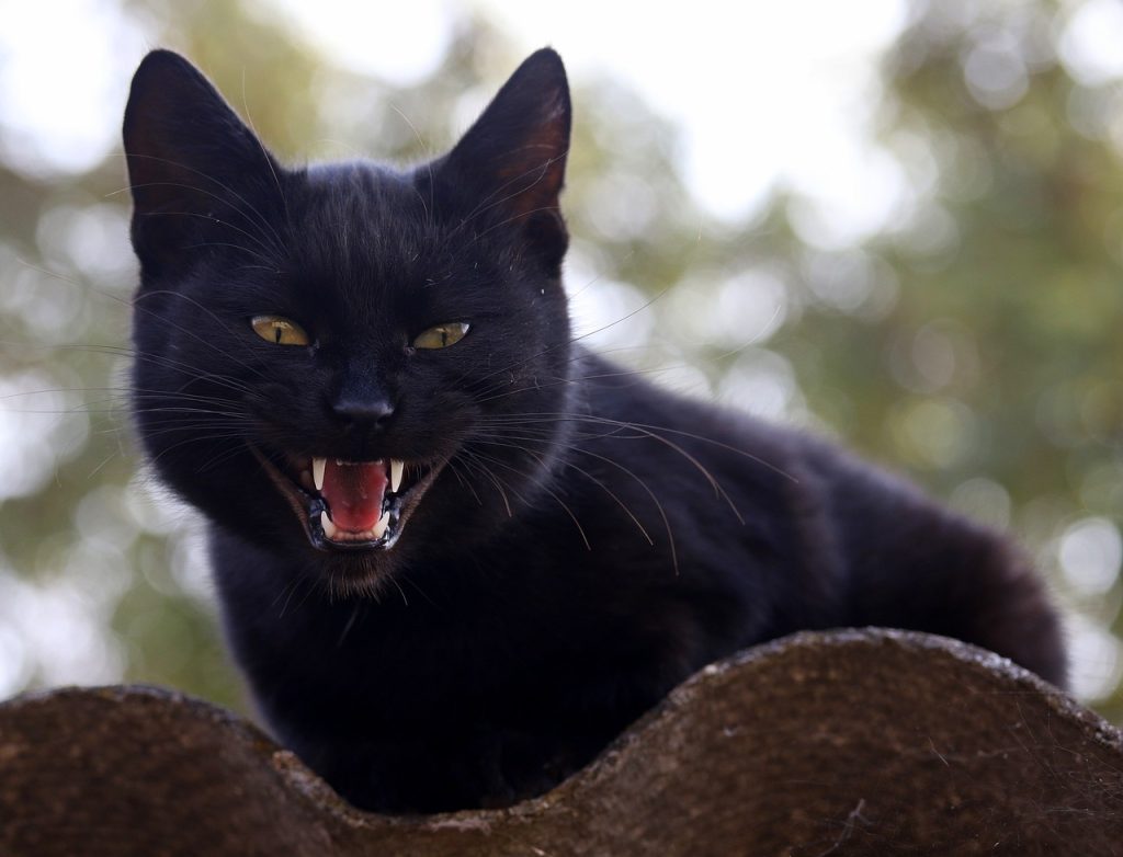 Siyah Kedilere Ne Ad Verilir?