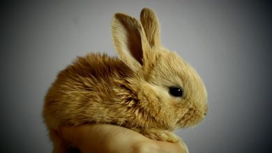 Tavşanlar Neden Titrer?
