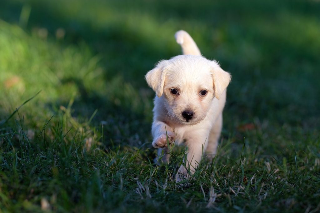 Yavru Köpek Tuvalet Eğitimi