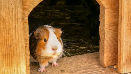 Guinea Pig Kafesi Nasıl Olmalı? Sağlıklı ve Mutlu Bir Yaşam Alanı Oluşturma Rehberi