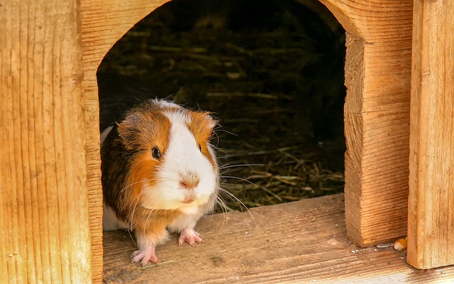 Guinea Pig Kafesi nasıl olmalı