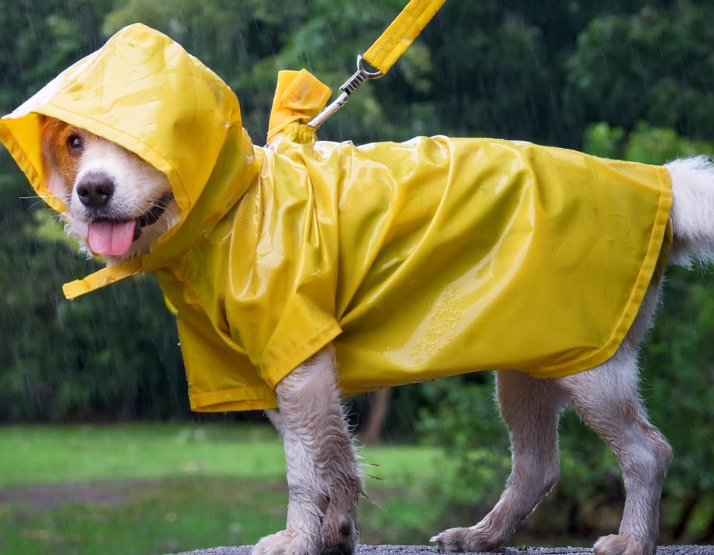 köpek için yağmurluk