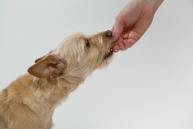 köpek ödül maması nedir?