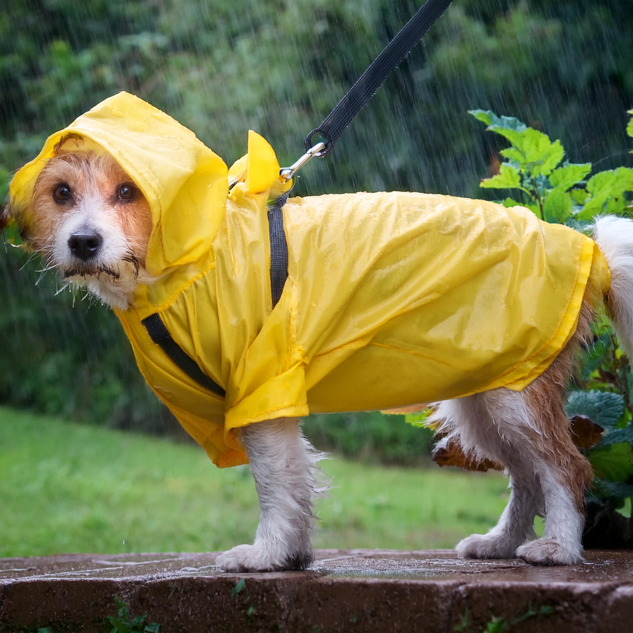 köpek yağmurlukları